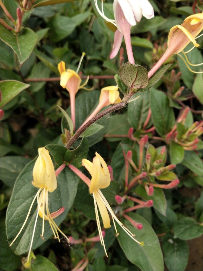 金银花爬藤植物，黄色、红色可选，花量大，好管理
