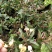 金银花爬藤植物，黄色、红色可选，花量大，好管理