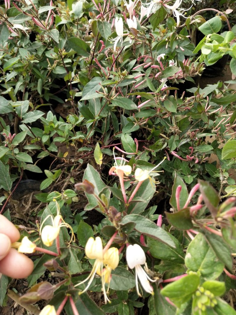 金银花爬藤植物，黄色、红色可选，花量大，好管理