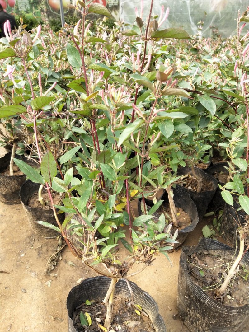 金银花爬藤植物，黄色、红色可选，花量大，好管理