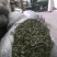 甜叶菊新货上市