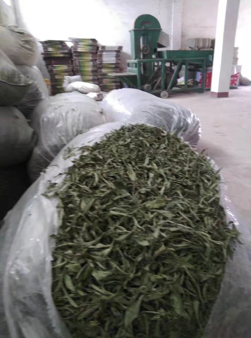 甜叶菊新货上市