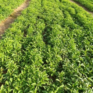 甜叶菊新货上市