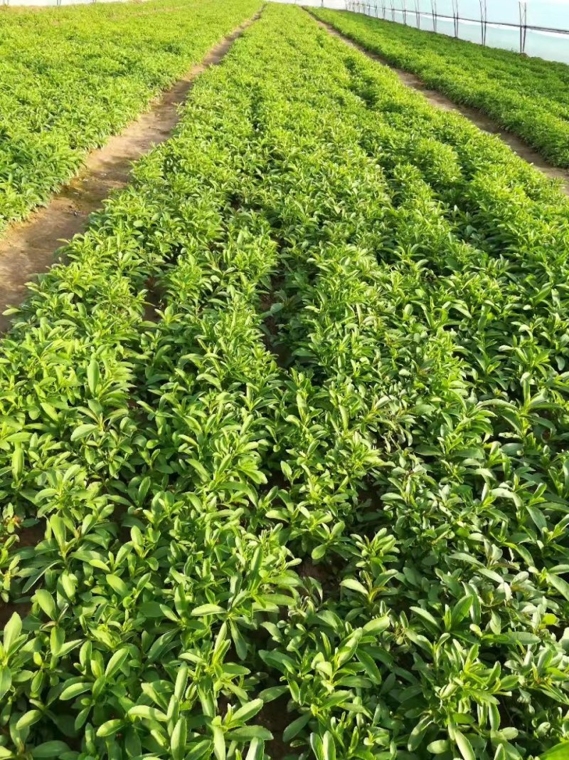 甜叶菊新货上市