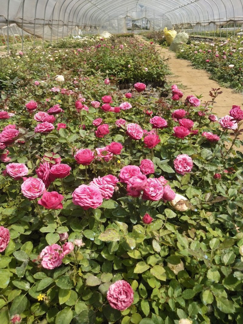 月季小苗带营养杯发货，四季开花不断，颜色混搭。