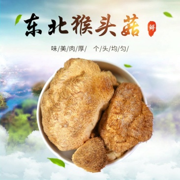 厂家直销猴头菇干货散装东北特产养胃猴头菇食用菌