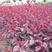 大量优质红叶李紫叶李，产地现挖现发，成活率高，提供技术指导