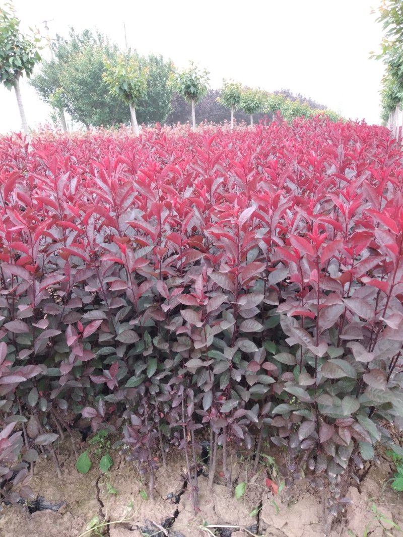 大量优质红叶李紫叶李，产地现挖现发，成活率高，提供技术指导