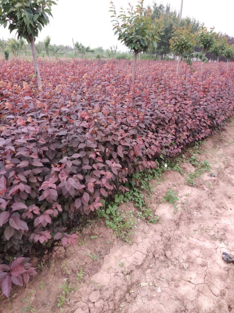 大量优质红叶李紫叶李，产地现挖现发，成活率高，提供技术指导