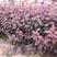 大量优质红叶李紫叶李，产地现挖现发，成活率高，提供技术指导