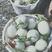 东台精品玉菇甜瓜，超甜、超白、一手货源全国发货