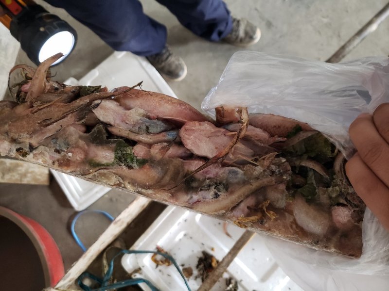 各种饲料鱼有货