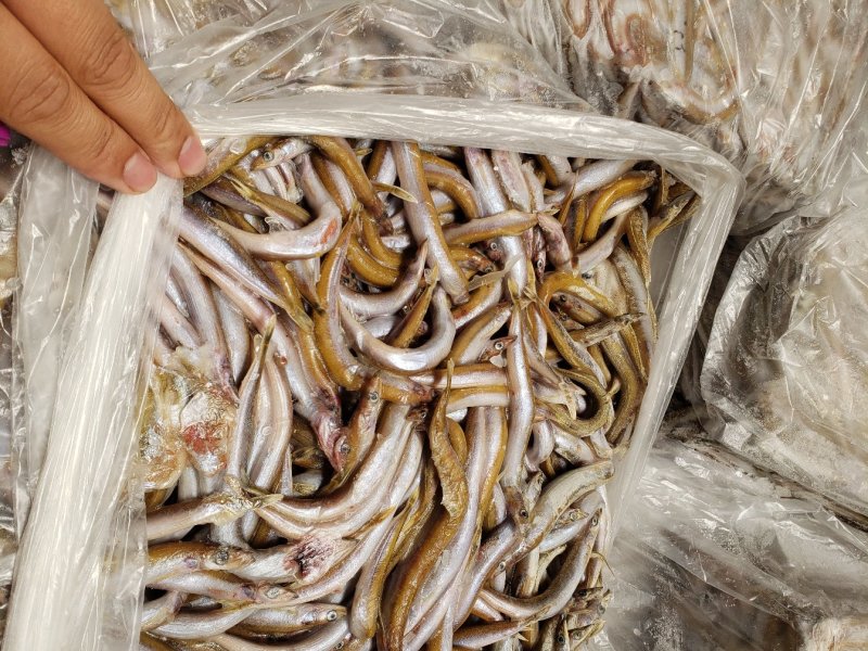 各种饲料鱼有货