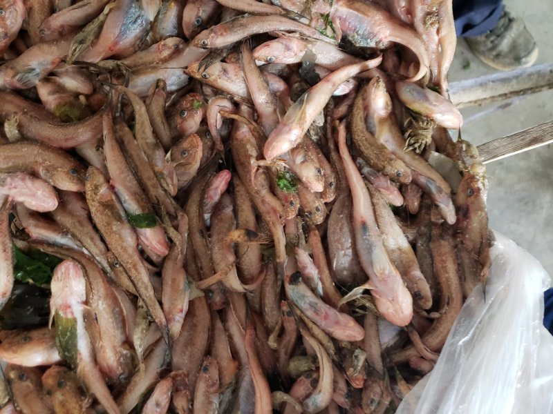 各种饲料鱼有货