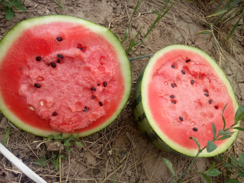 陕西大棚甜王大量上市