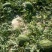 陕西大棚甜王大量上市