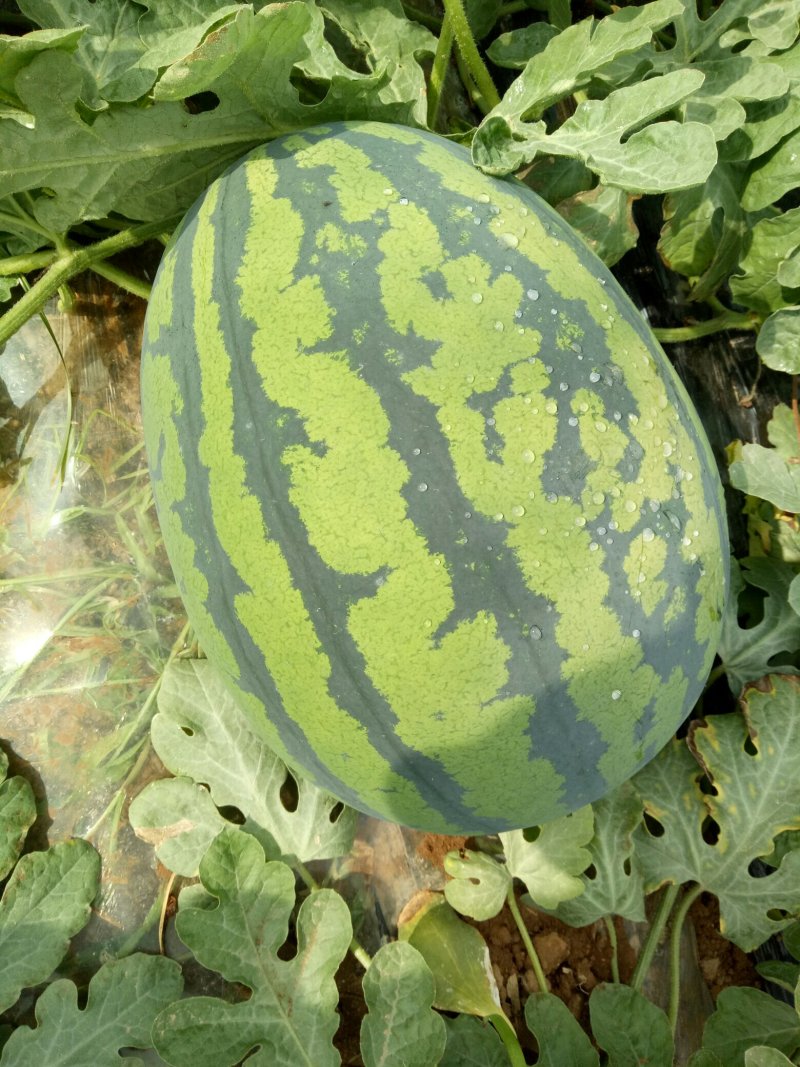 陕西大棚甜王大量上市