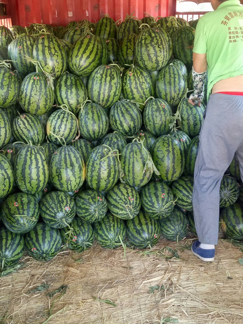 陕西大棚甜王大量上市