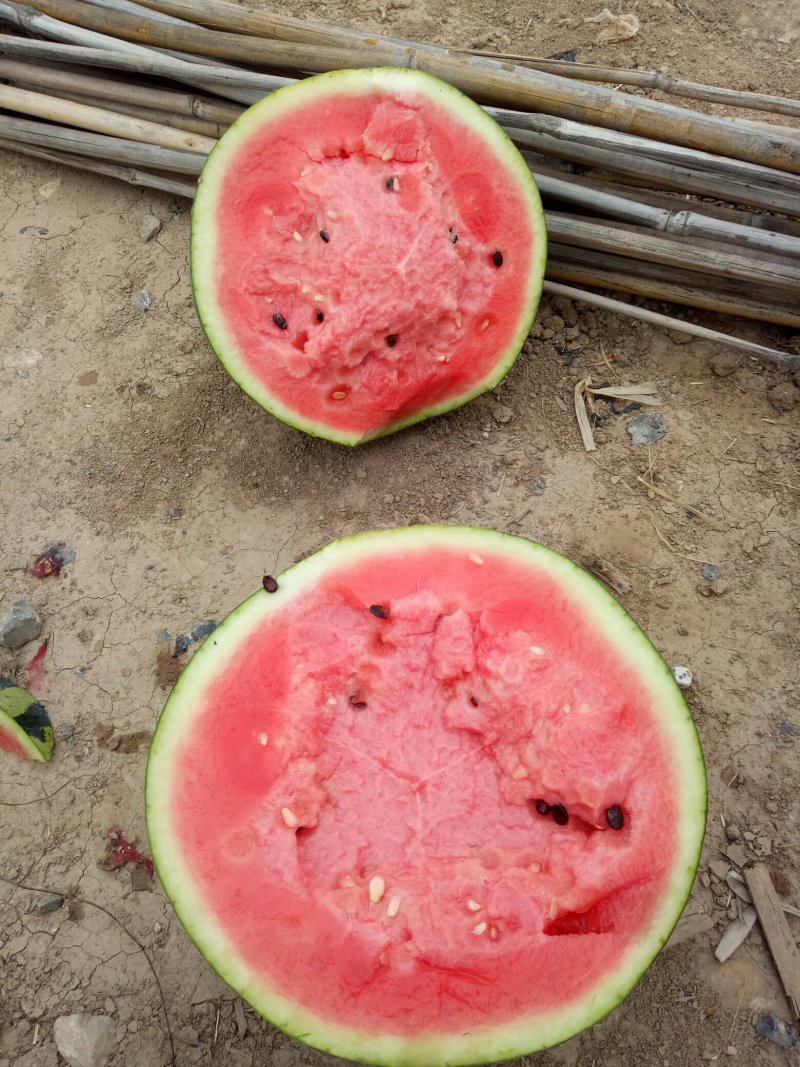 陕西大棚甜王大量上市