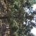黑松种植户，黑松大量出售，自己苗圃种植，规格齐全价格便宜