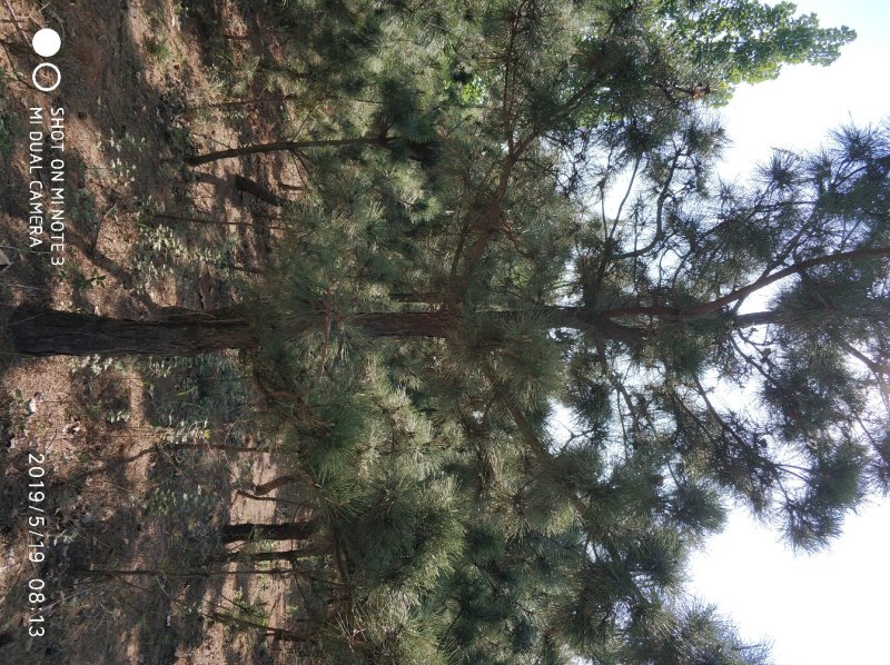 黑松种植户，黑松大量出售，自己苗圃种植，规格齐全价格便宜