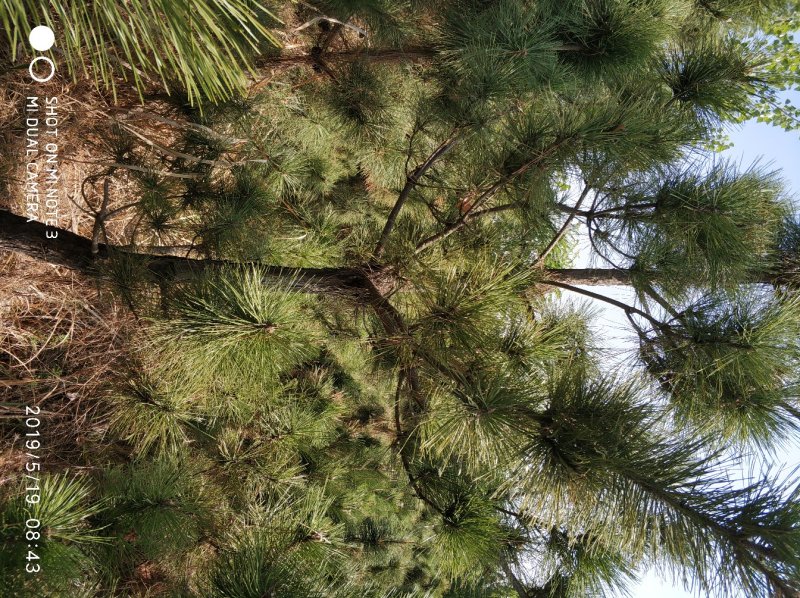 黑松种植户，黑松大量出售，自己苗圃种植，规格齐全价格便宜