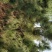 黑松种植户，黑松大量出售，自己苗圃种植，规格齐全价格便宜