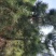 黑松种植户，黑松大量出售，自己苗圃种植，规格齐全价格便宜