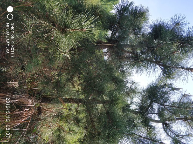 黑松种植户，黑松大量出售，自己苗圃种植，规格齐全价格便宜