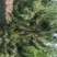 黑松种植户，黑松大量出售，自己苗圃种植，规格齐全价格便宜