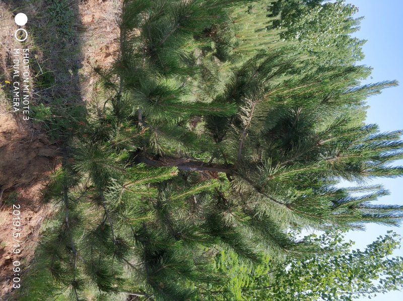黑松种植户，黑松大量出售，自己苗圃种植，规格齐全价格便宜