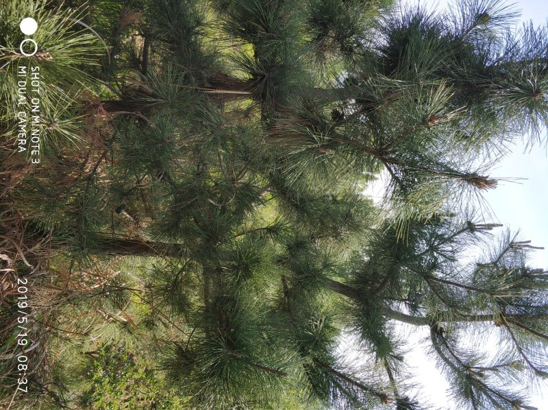 黑松种植户，黑松大量出售，自己苗圃种植，规格齐全价格便宜