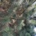 黑松种植户，黑松大量出售，自己苗圃种植，规格齐全价格便宜