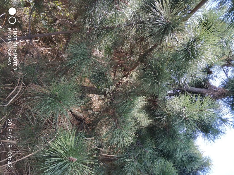 黑松种植户，黑松大量出售，自己苗圃种植，规格齐全价格便宜