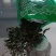 桑叶茶