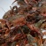 小龙虾，海虾玉米黄豆饲喂