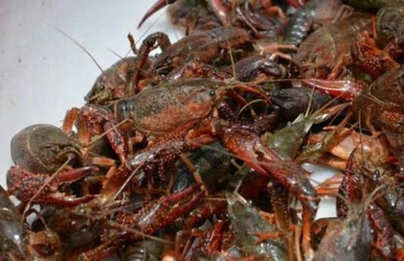 小龙虾，海虾玉米黄豆饲喂