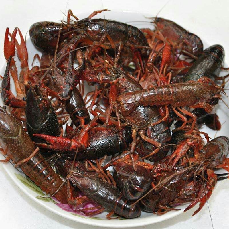 小龙虾，海虾玉米黄豆饲喂