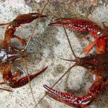 小龙虾，海虾玉米黄豆饲喂
