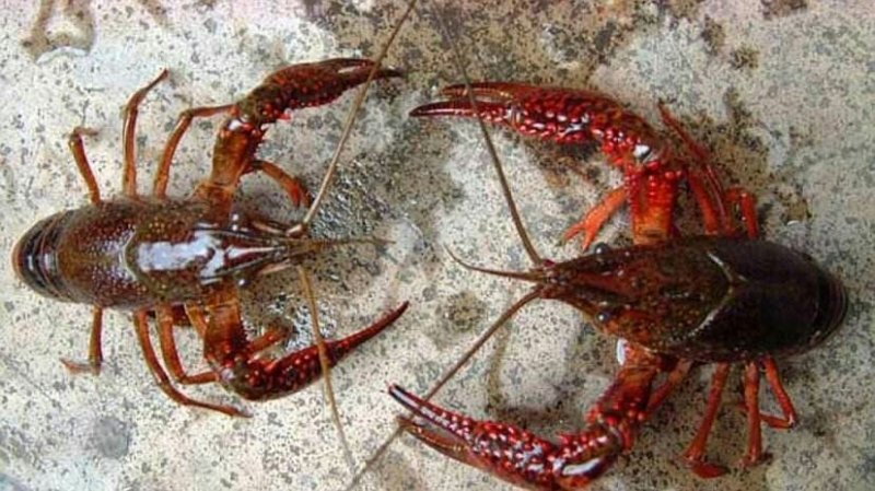 小龙虾，海虾玉米黄豆饲喂