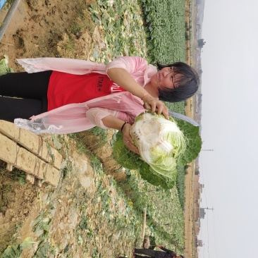 云南优质山地黄心大白菜，质优价廉，诚信经营，品质保证！