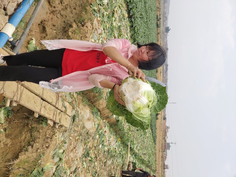 云南优质山地黄心大白菜，质优价廉，诚信经营，品质保证！