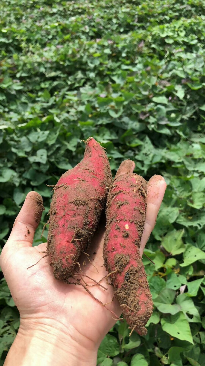 西瓜红薯