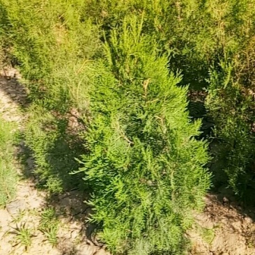 杯装侧柏苗，，营养袋侧柏，罗根侧柏。