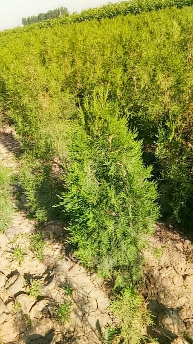 杯装侧柏苗，，营养袋侧柏，罗根侧柏。