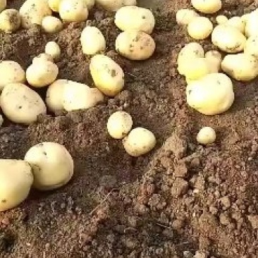 我处土豆大量上市，质量好