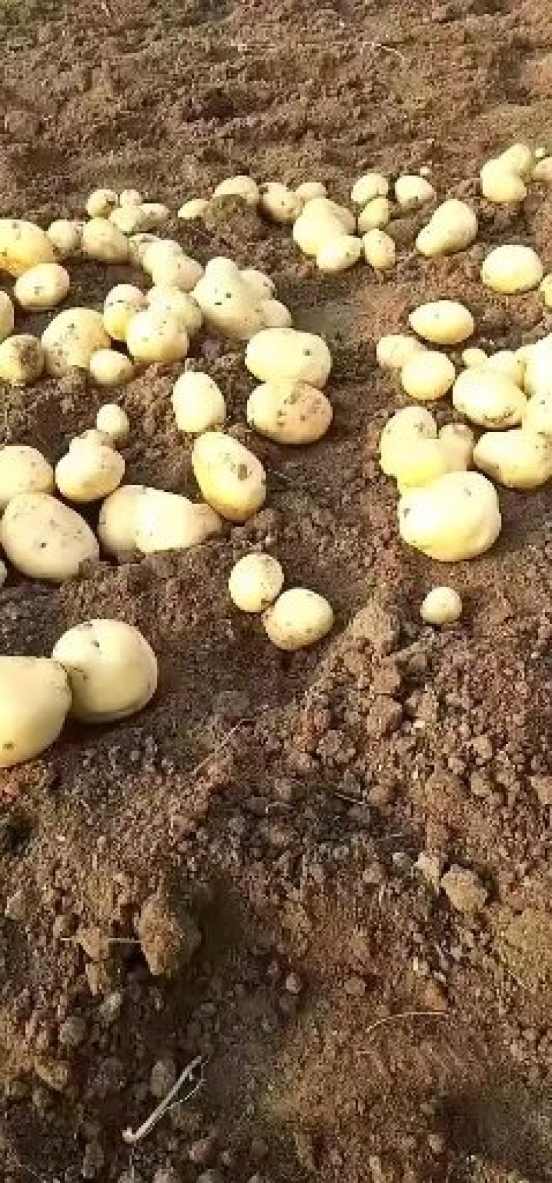 我处土豆大量上市，质量好