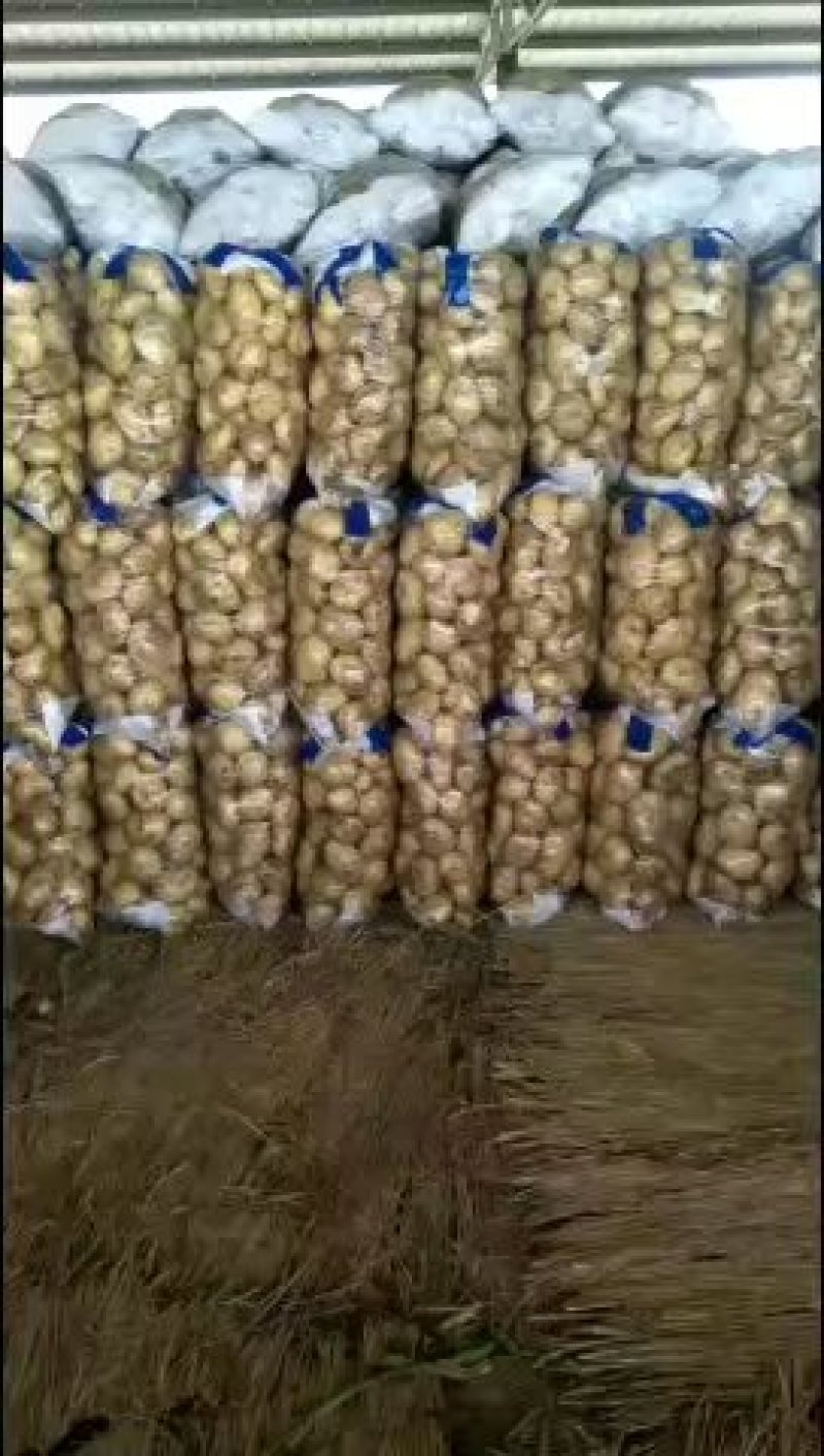 我处土豆大量上市，质量好