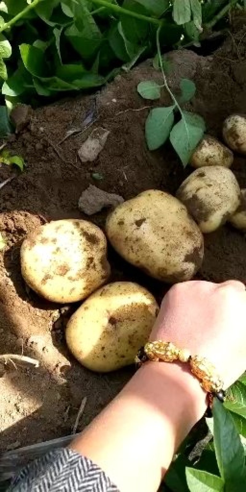 我处土豆大量上市，质量好