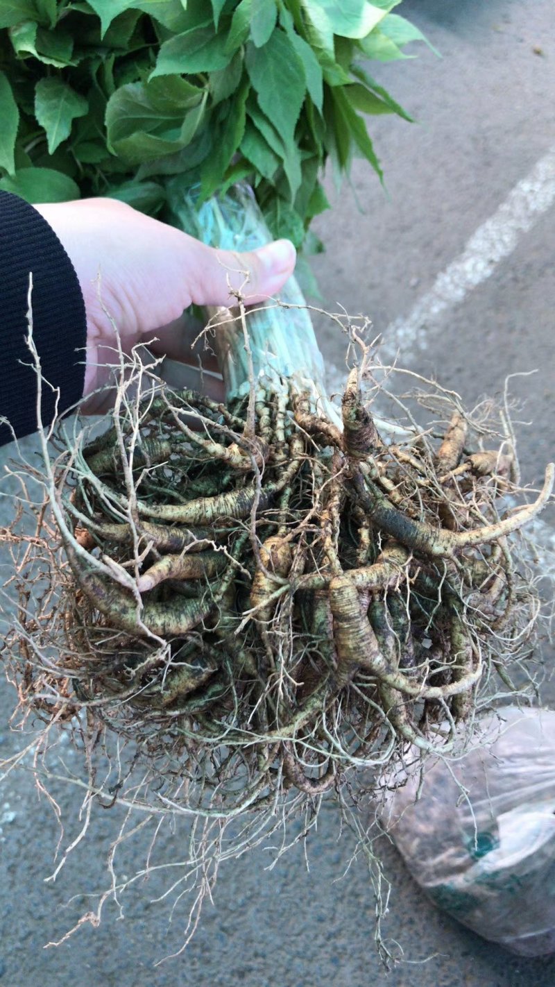 鲜林下参十五年林下参鲜